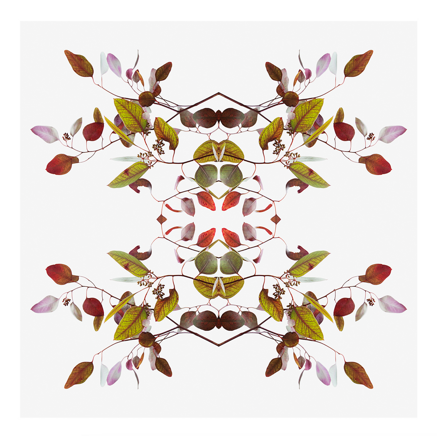 Eucalyptus 2 - 2022 - Limited Edition print by Harriet Riegerson