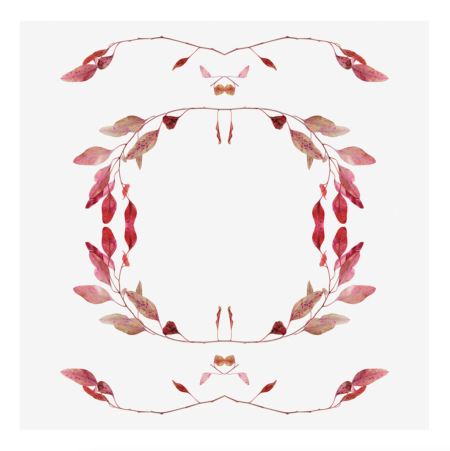 Eucalyptus 1 - 2022 - Limited Edition print by Harriet Riegerson