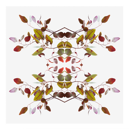 Eucalyptus 2 - 2022 - Limited Edition print by Harriet Riegerson